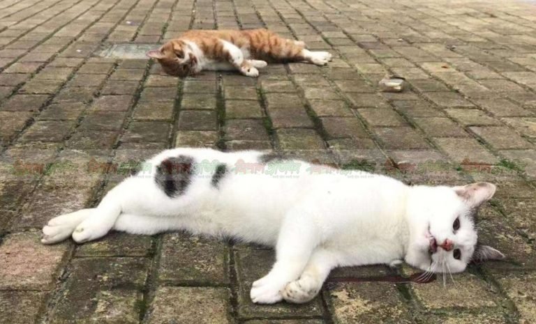 চীনের রাস্তায় রাস্তায় পড়ে আছে মৃত কুকুর বিড়াল