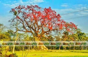 ত্রিশালের যে গাছ কাটলে রক্ত বের হয়