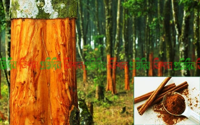 দারুচিনির বহুগুণ যা আমাদের অজানা