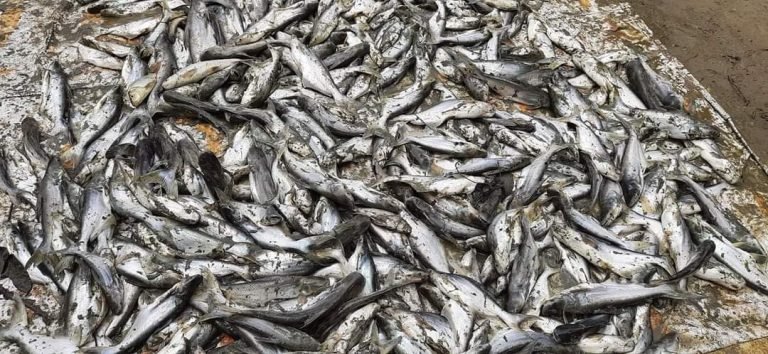 FB_IMG_1623587637926