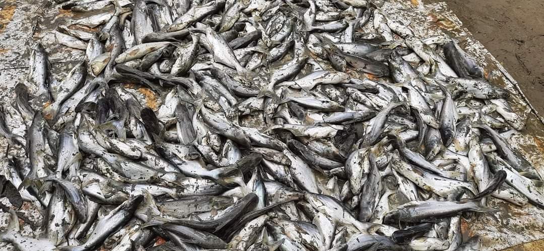 FB_IMG_1623587637926