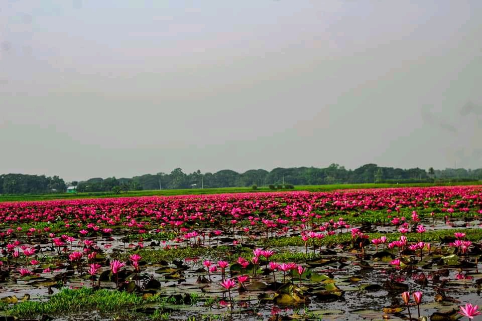 ত্রিশাল উপজেলার রামপুর ইউনিয়নের চেচুয়া বিল