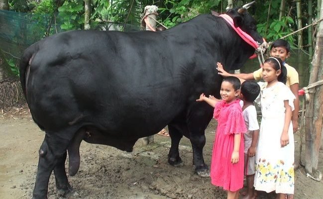 ২ টন ওজনের কালো মানিক