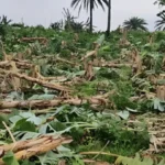 ভালুকায় কলাবাগান