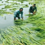 ফসল পানিতে তলিয়ে গেছে