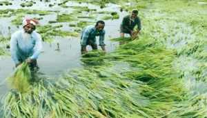 ফসল পানিতে তলিয়ে গেছে