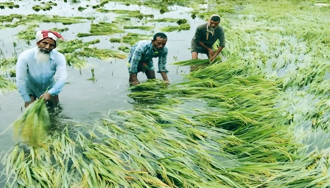 ফসল পানিতে তলিয়ে গেছে
